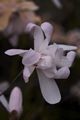Magnolia stellata Rosea-3 Magnolia gwiaździsta